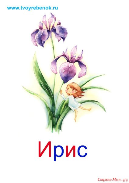 Полевые цветы с названиями для детей