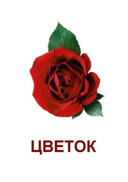Цветы карточки для детей