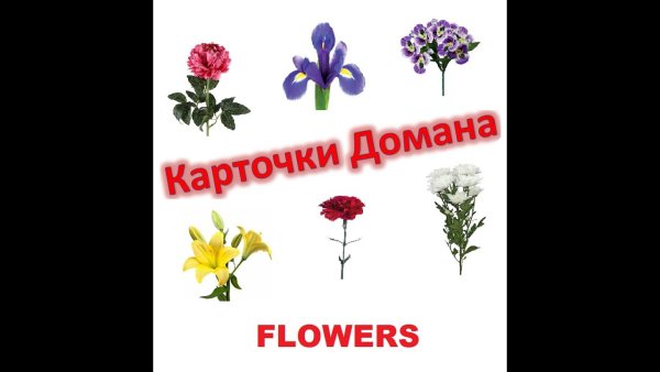 Цветы карточки для детей