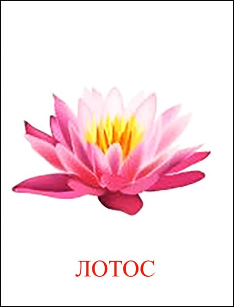 Медуница для дошкольников