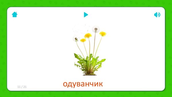 Картинки полевых цветов с названиями для детей