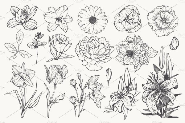 Цветы Графика