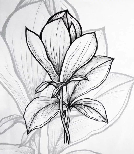 Магнолия скетч