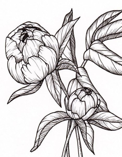 Пион набросок карандашом