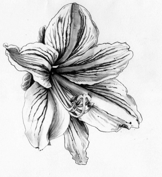 Скетчи цветов