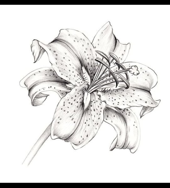 Лилии рисунок