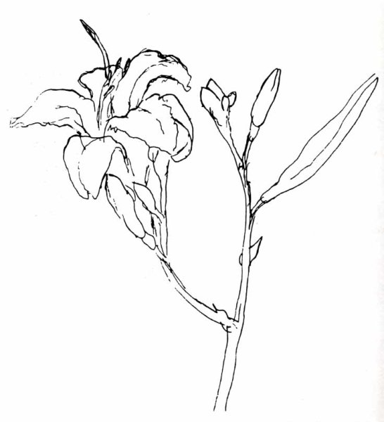 Розочка эскиз