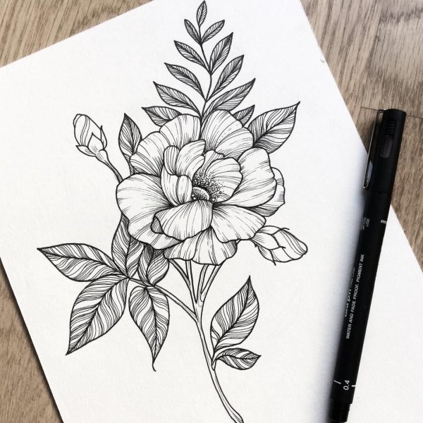 Цветы эскиз