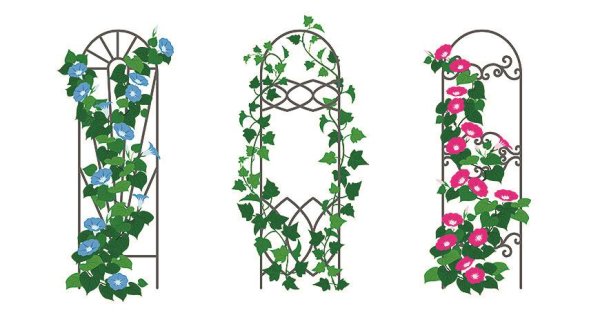 Шпалера веер выс. 2м. Шир 0,8м.