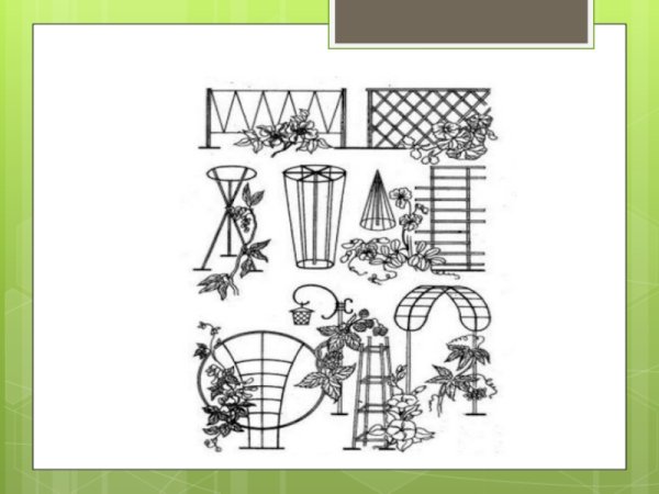 Схема посадки штамбовой розы