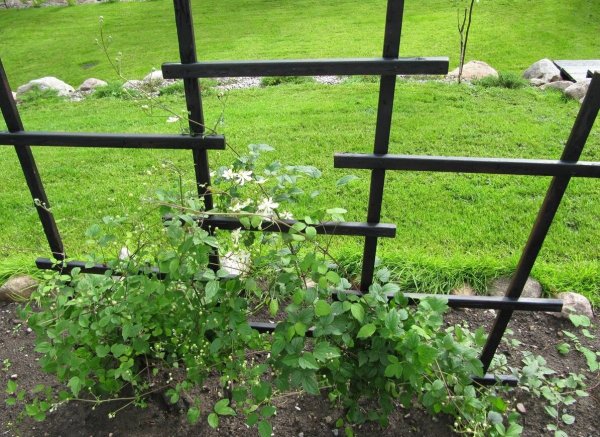 Перголы для клематисов из металла