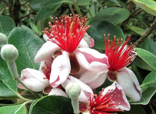 Feijoa sellowiana