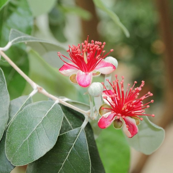 Фейхоа Селлова Feijoa sellowiana