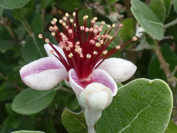 Feijoa sellowiana
