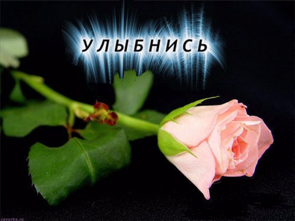 Собака улыбака Джек Рассел