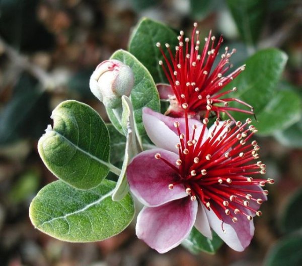 Фейхоа Селлова Feijoa sellowiana