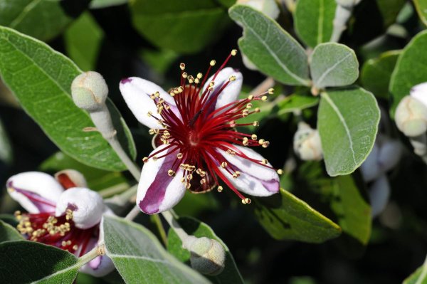 Фейхоа Селлова Feijoa sellowiana