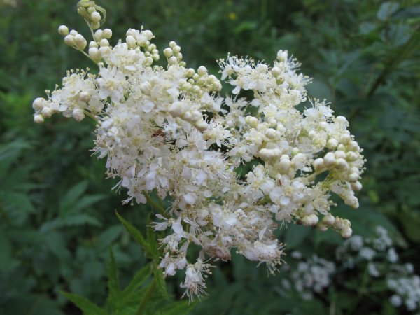 Лабазник белоголовник