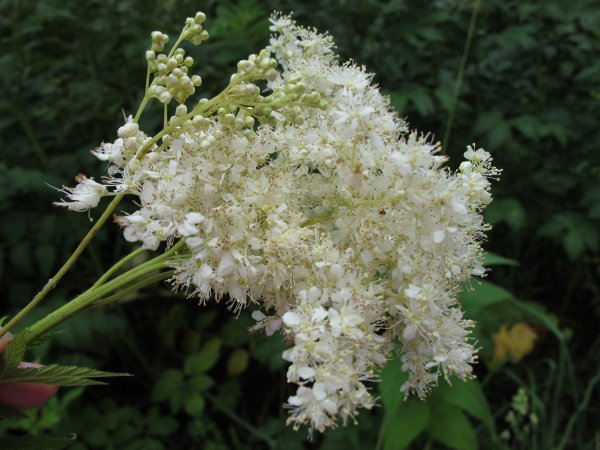 Лабазник вязолистный, таволга вязолистная