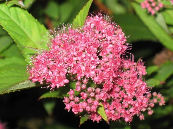 Таволга цветет