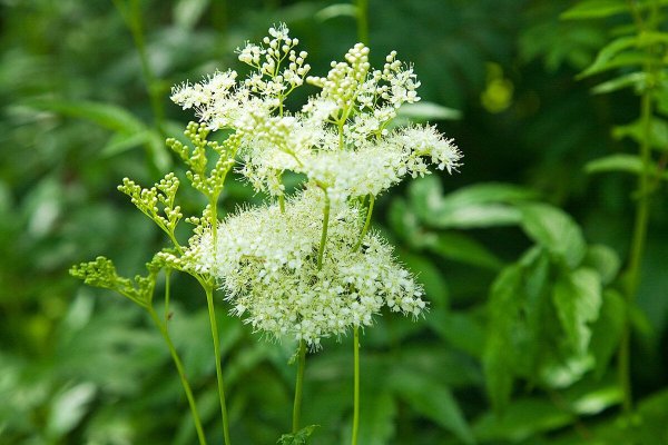 Лабазник вязолистный