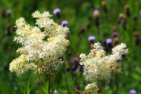 Таволга вязолистная