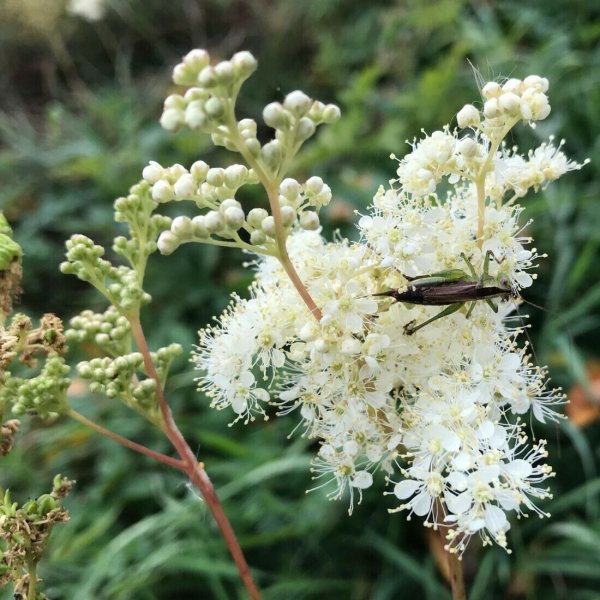 Лабазник Альба