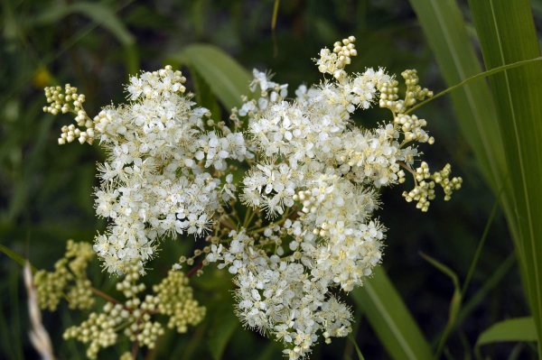 Лабазник красный venusta