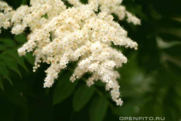 Таволга вязолистная