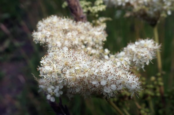Таволга лабазник