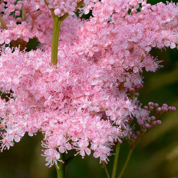 Лабазник соцветие