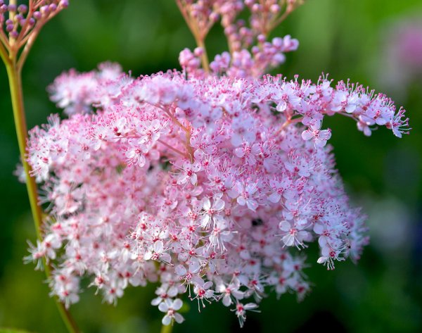 Лабазник вязолистный таволга