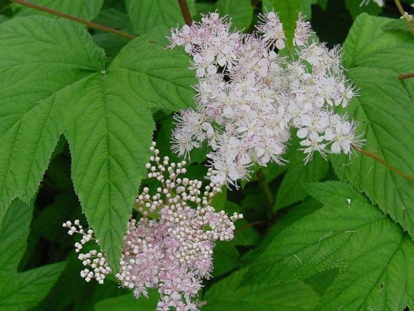 Лабазник вязолистный листья