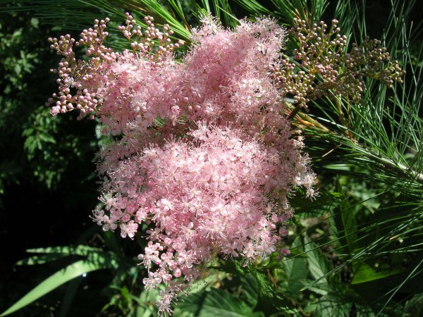 Таволга вязолистная