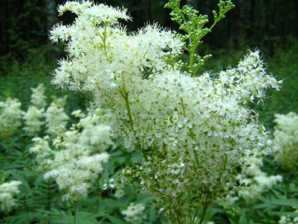 Лабазник пурпурный Вариегата