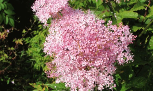 Лабазник rubra venusta