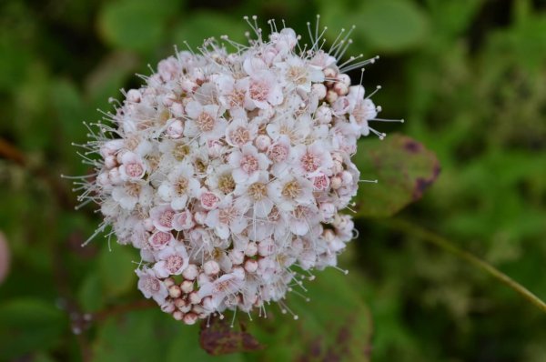 Лабазник вязолистный Вариегата