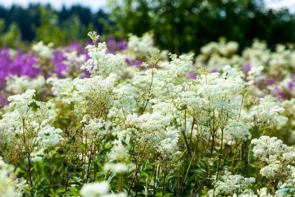 Таволга Луговая