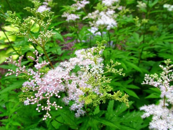 Таволга белоголовник