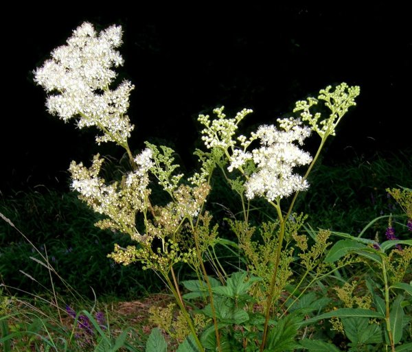 Лабазник вязолистный таволга