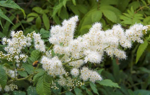 Таволга Луговая