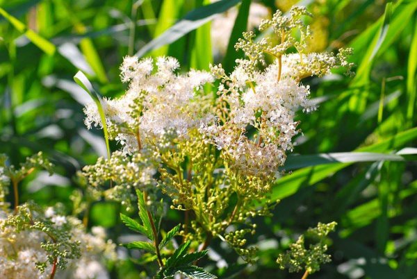 Таволга вязолистная