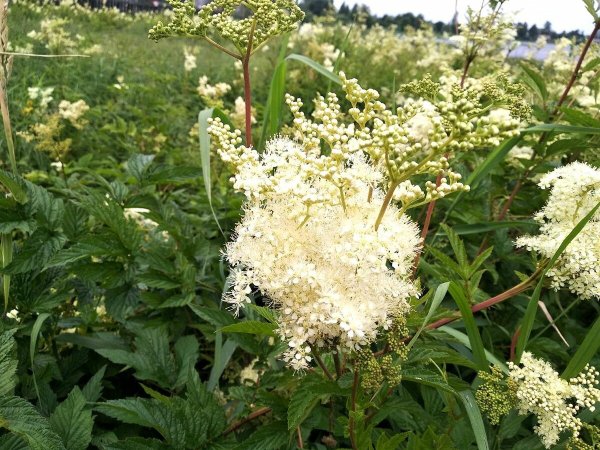 Таволга Степная