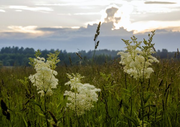 Лабазник вязолистный