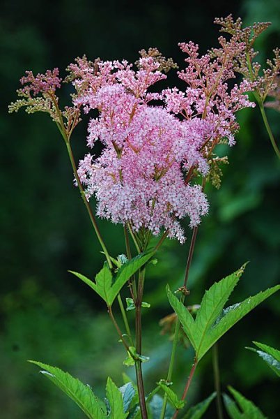 Таволга обыкновенная