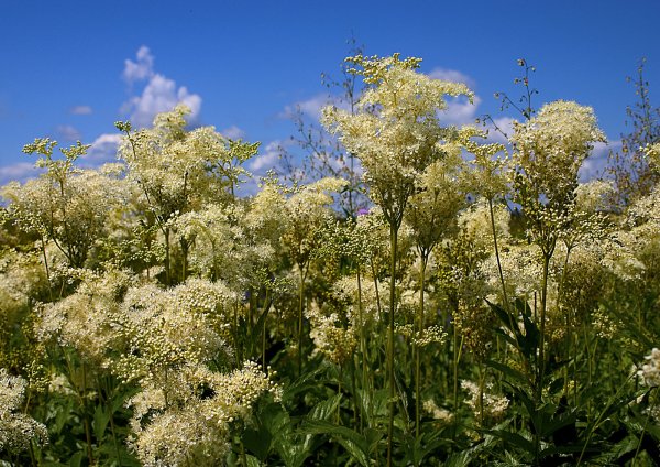 Лабазник вязолистный таволга