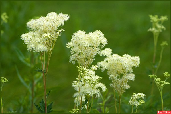 Таволга вязолистная