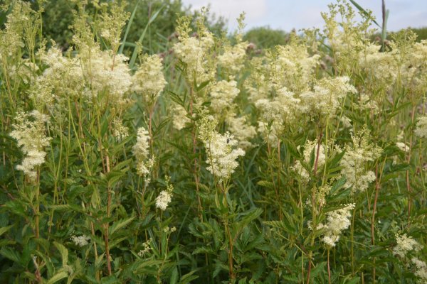 Белоголовник семена