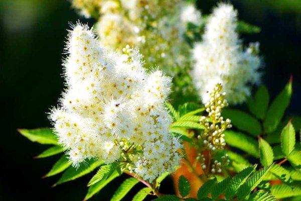 Таволга вязолистная