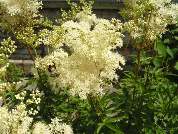 Лабазник желтолистный